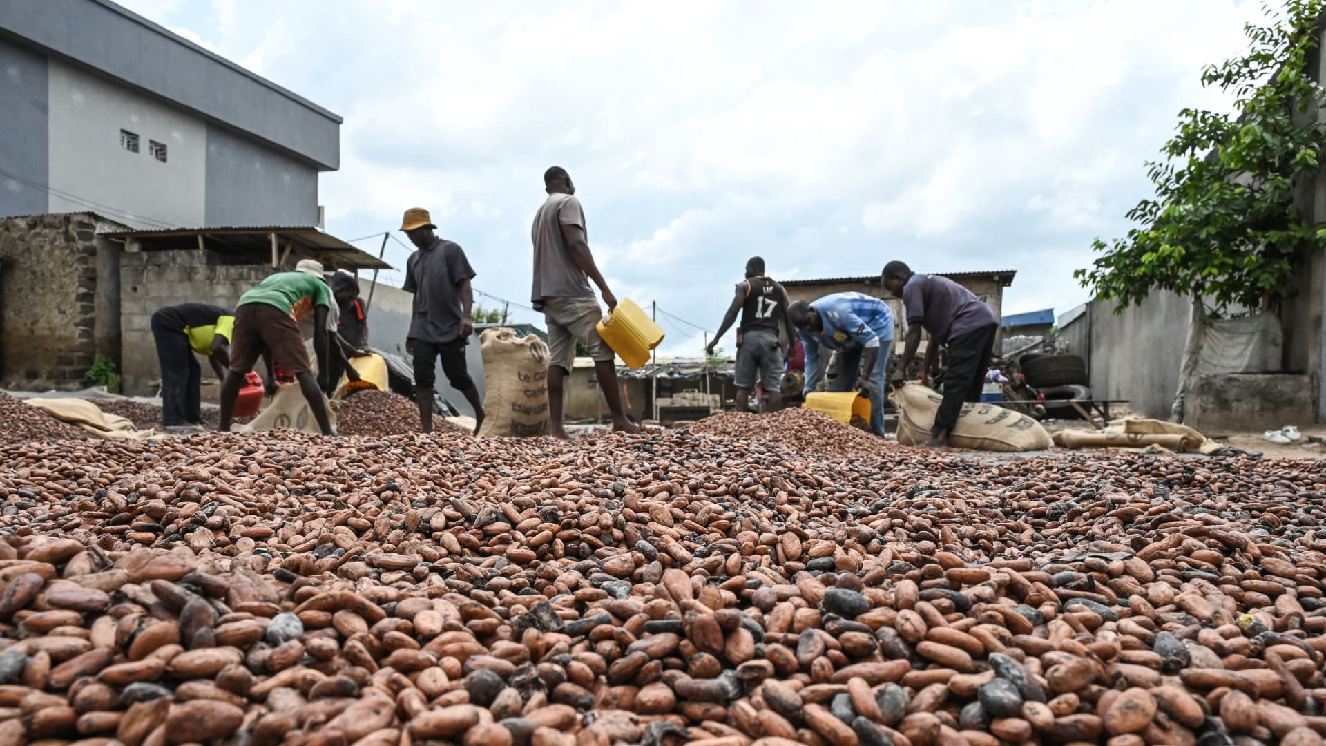 Cocoa prices not yet showing signs of demand destruction